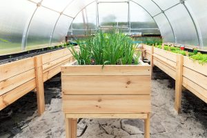 DIY wooden pallet with riased garden bed and growing green fresh organic homegrown scallions and