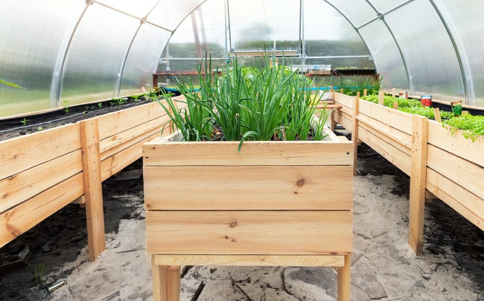 DIY wooden pallet with riased garden bed and growing green fresh organic homegrown scallions and