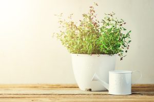 Fresh rosemary herb growing in pot on wooden background. Organic herbs with sunny leaks. Copy space