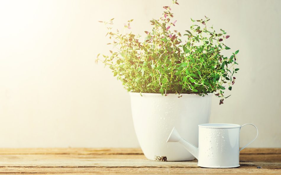 Fresh rosemary herb growing in pot on wooden background. Organic herbs with sunny leaks. Copy space